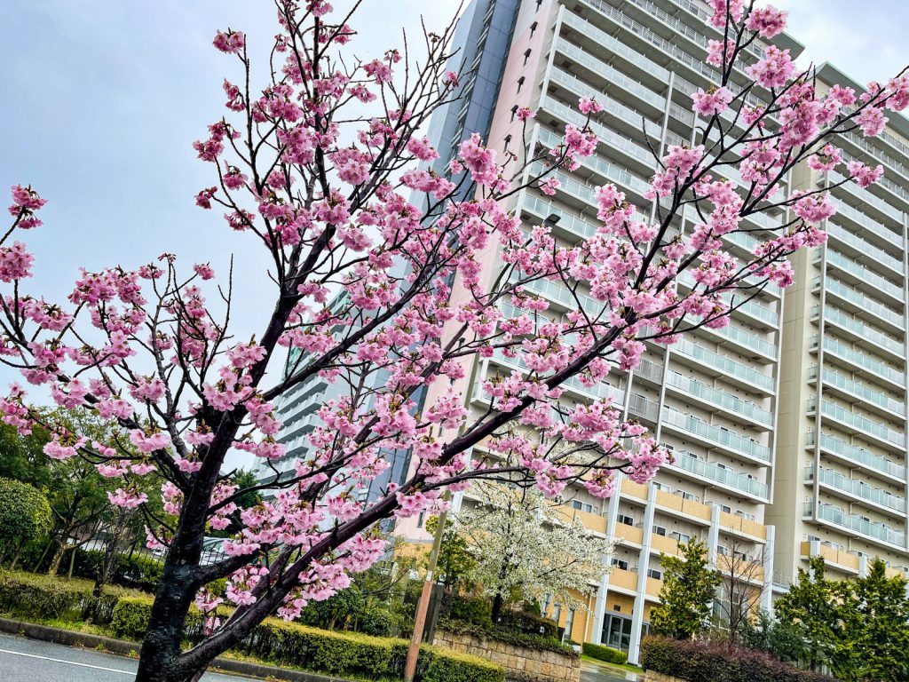 神戸の桜